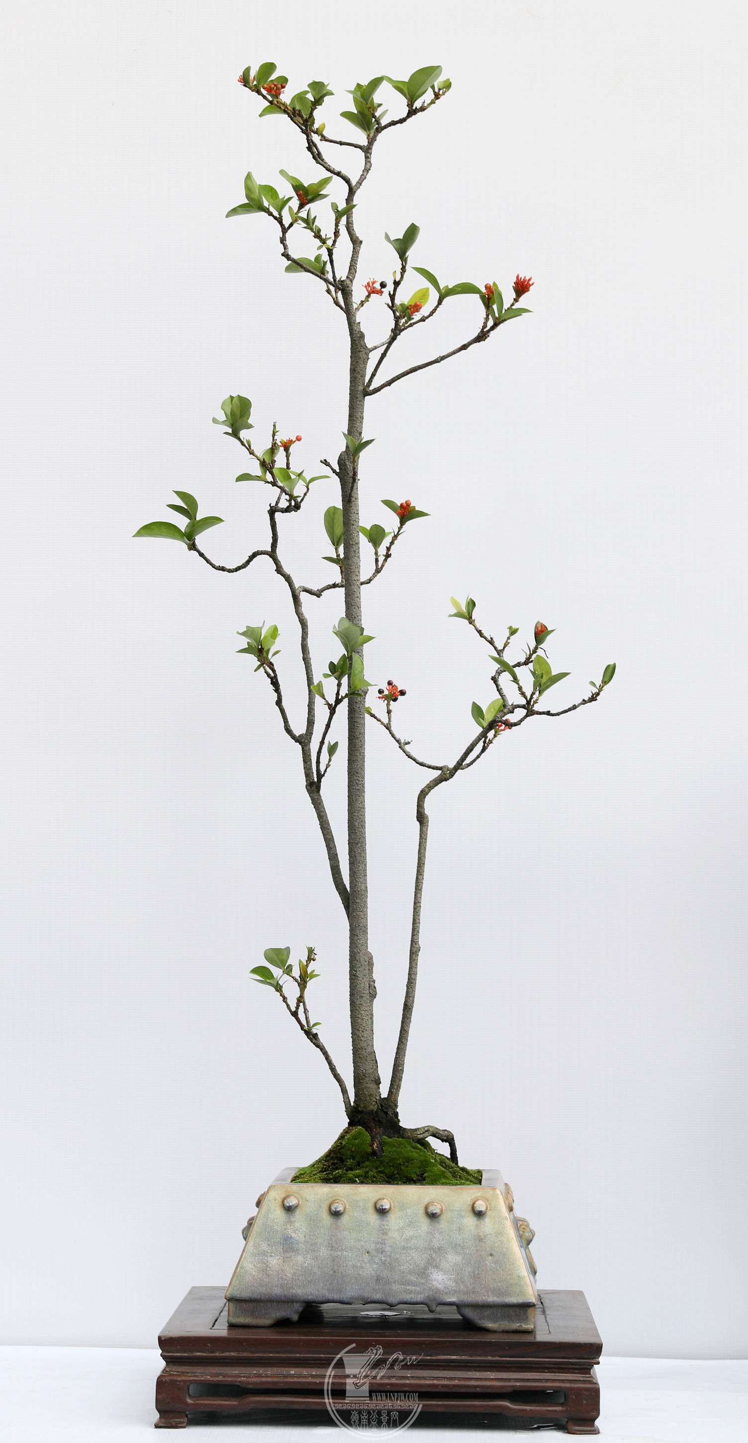 74չߣ      ֣    28X28X110 cm   BG1A9872.jpg