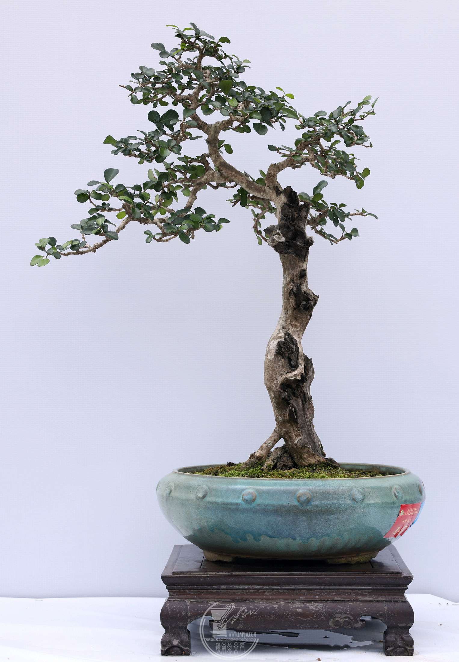 147չߣ     ֣     34X34X55 cm   BG1A0189.jpg