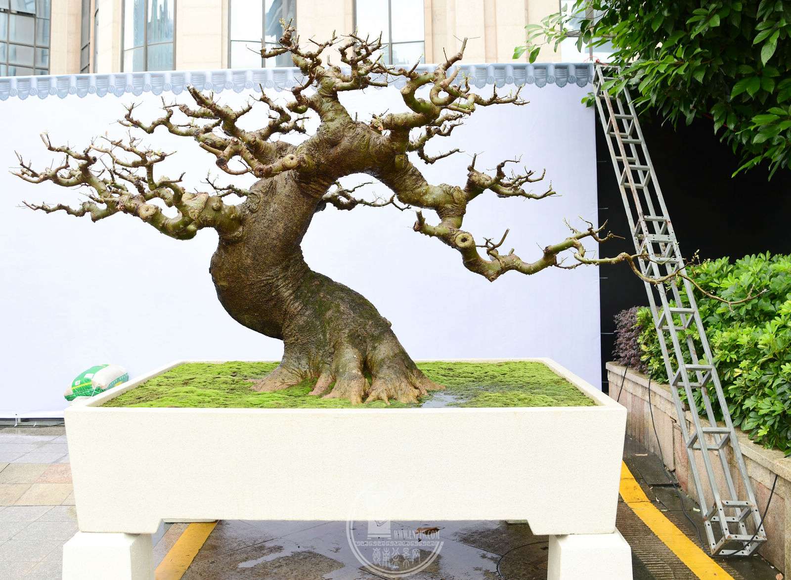 309չߣ      ֣˼    220X163X178 cm  .jpg