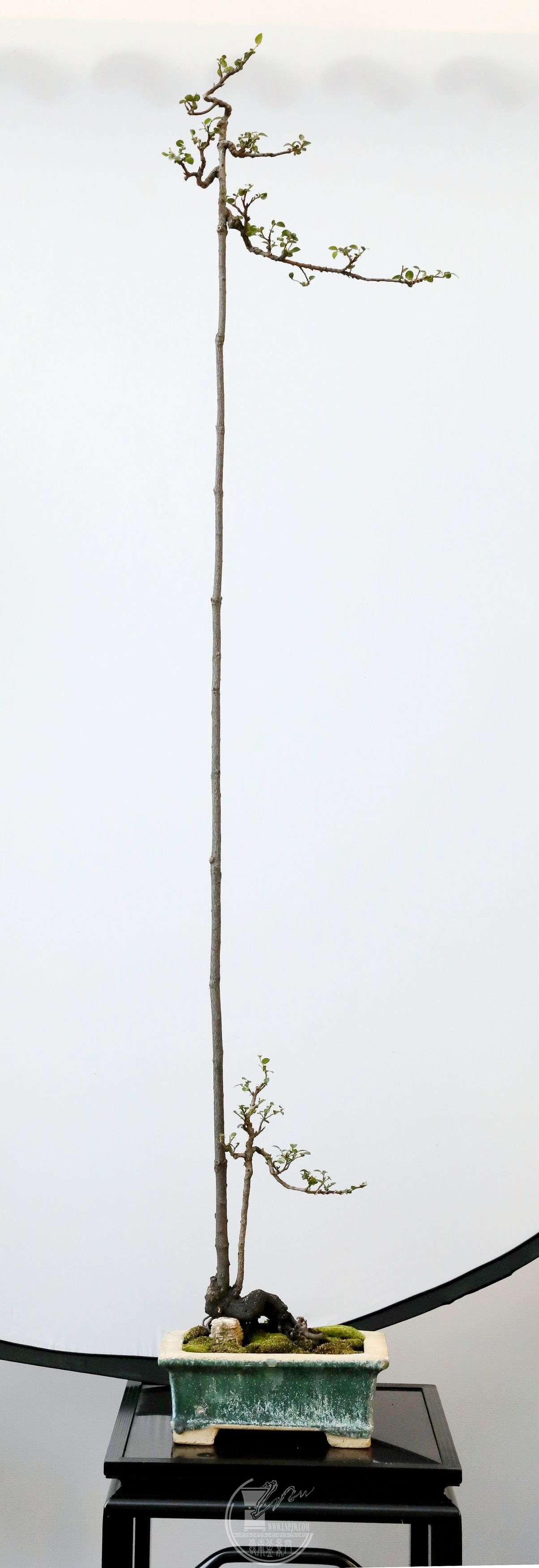 BG1A4158.jpg