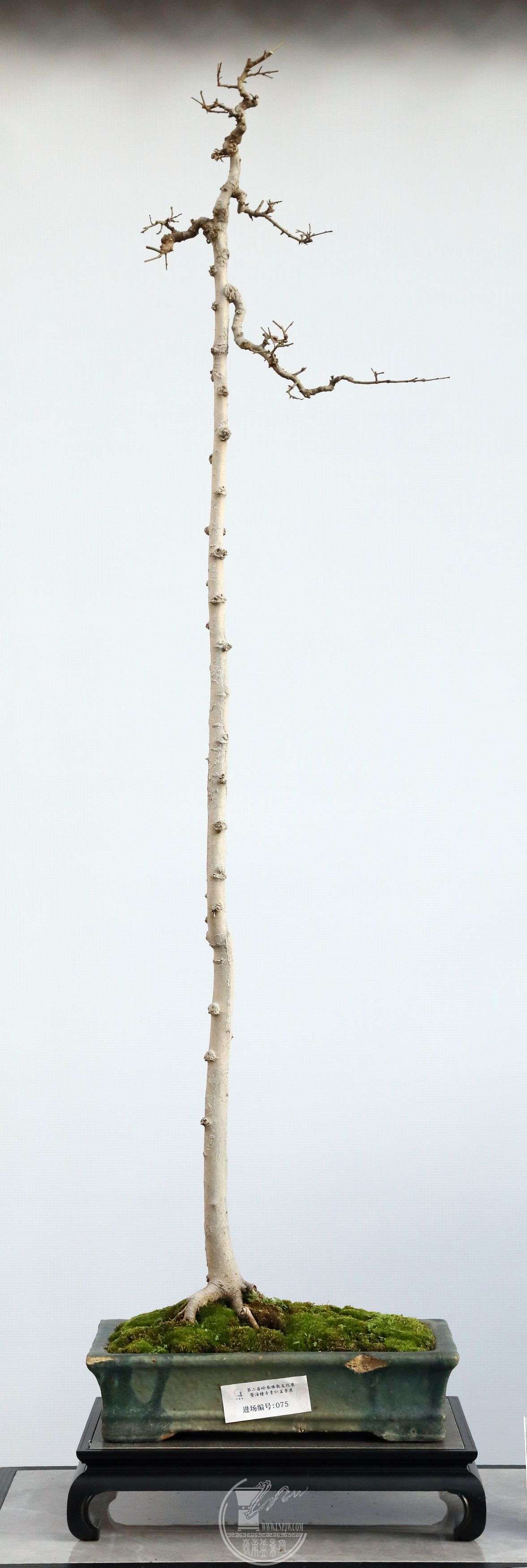 BG1A4218.jpg