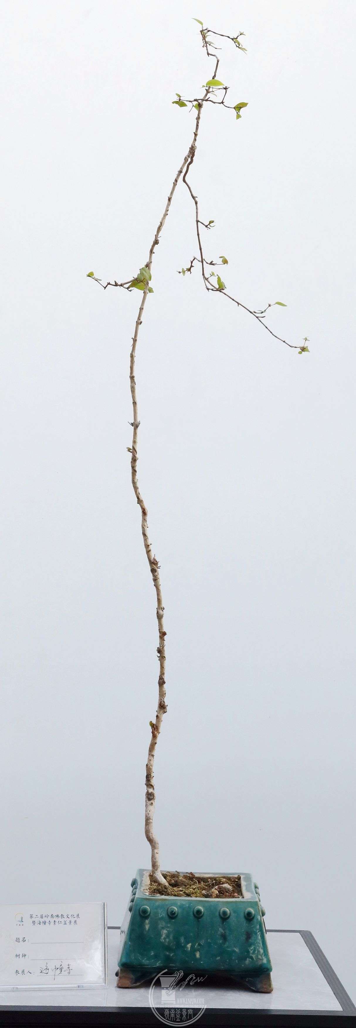 BG1A4305.jpg