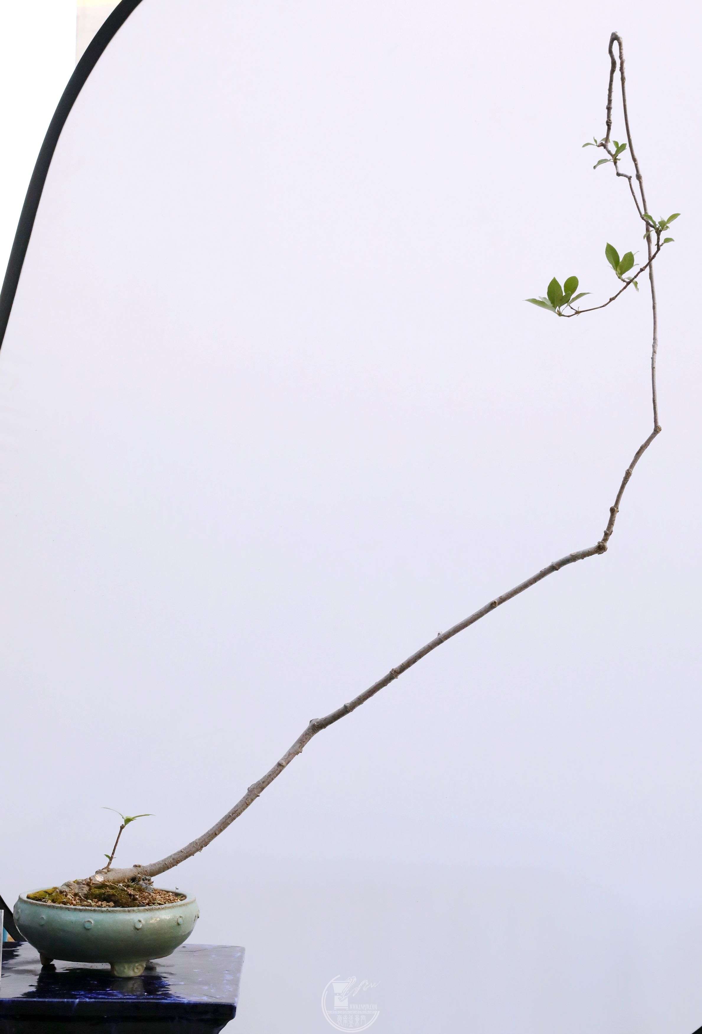 BG1A4330.jpg