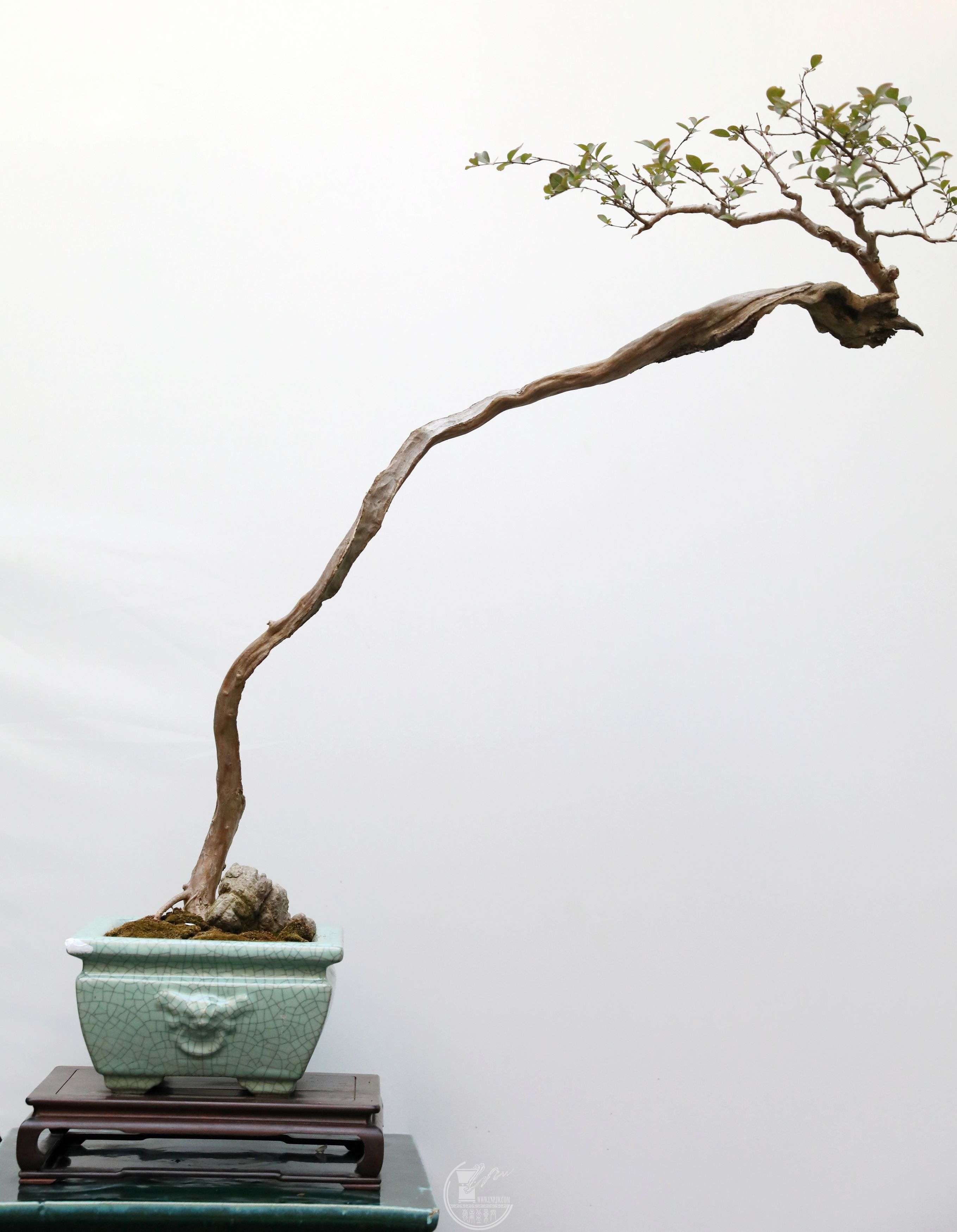 BG1A4450.jpg