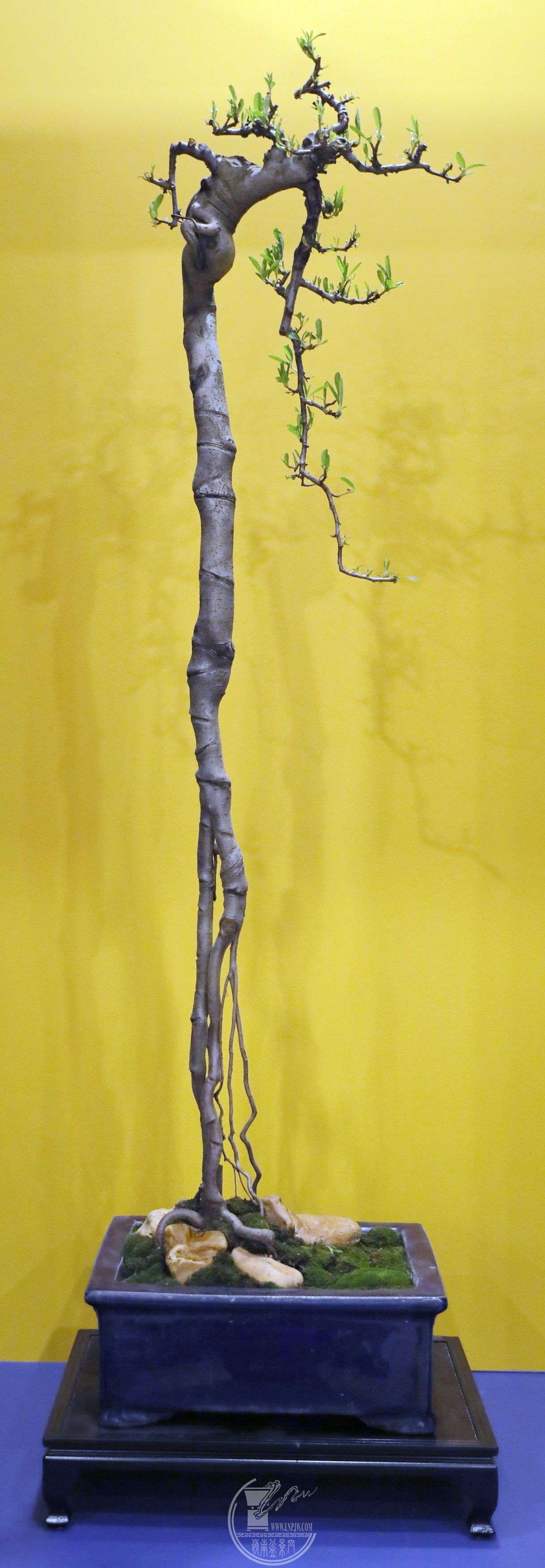 BG1A4663.jpg