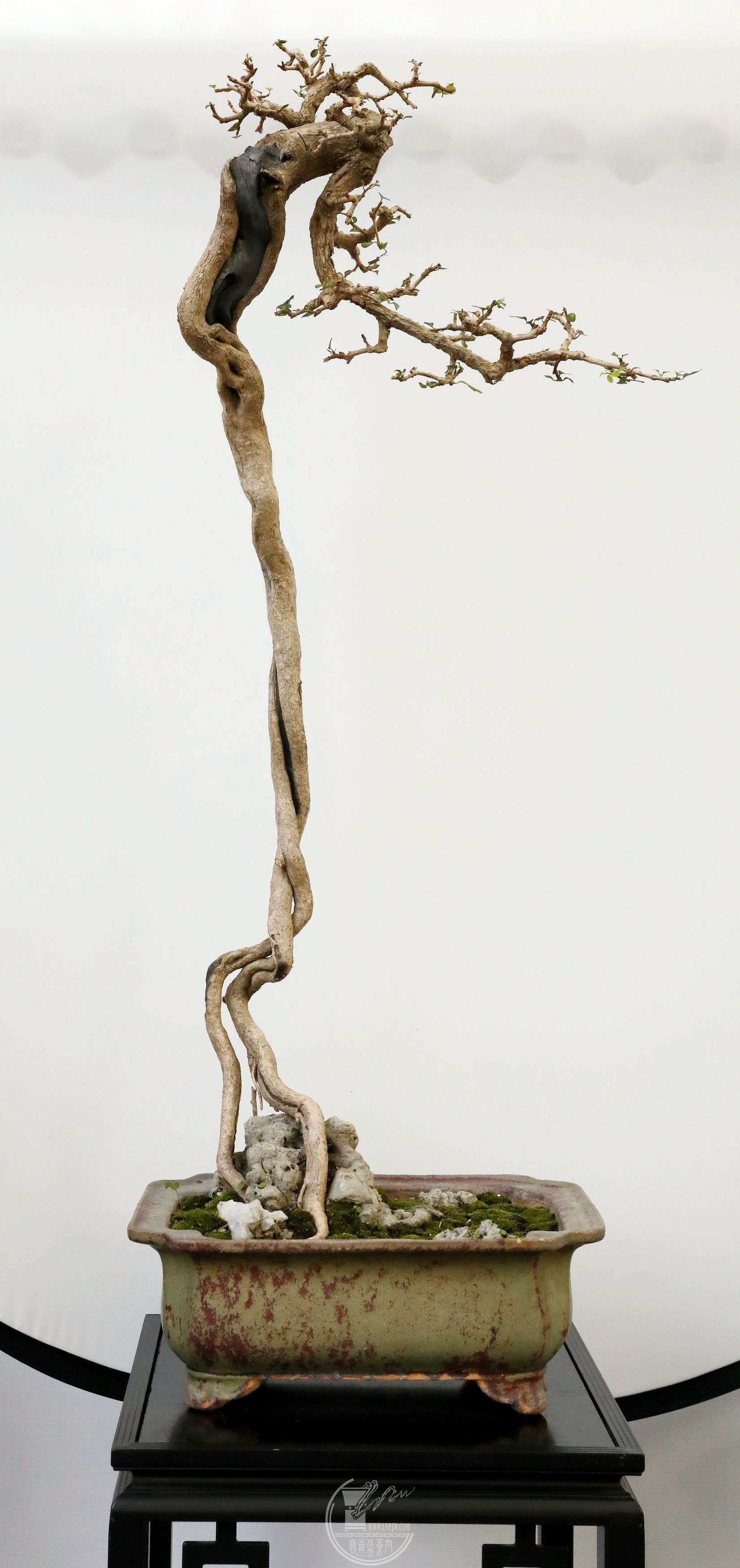 ƽ           BG1A4062.jpg
