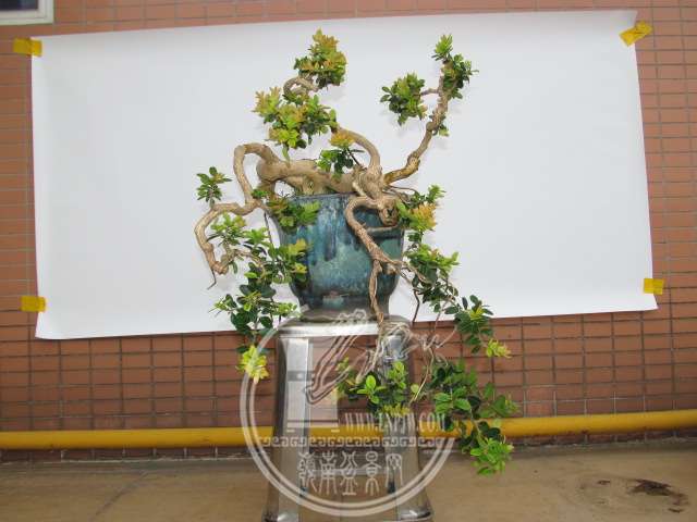 IMG_2954.JPG