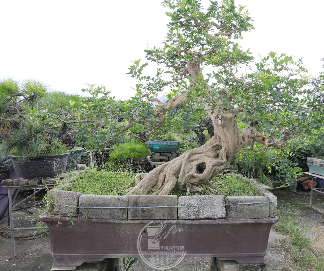 BG1A7501.jpg