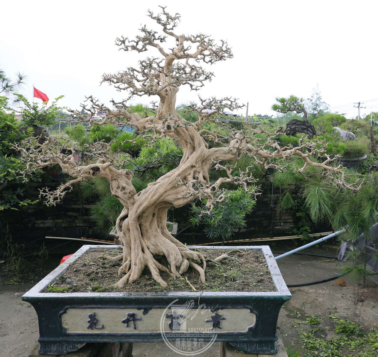 BG1A7505.jpg
