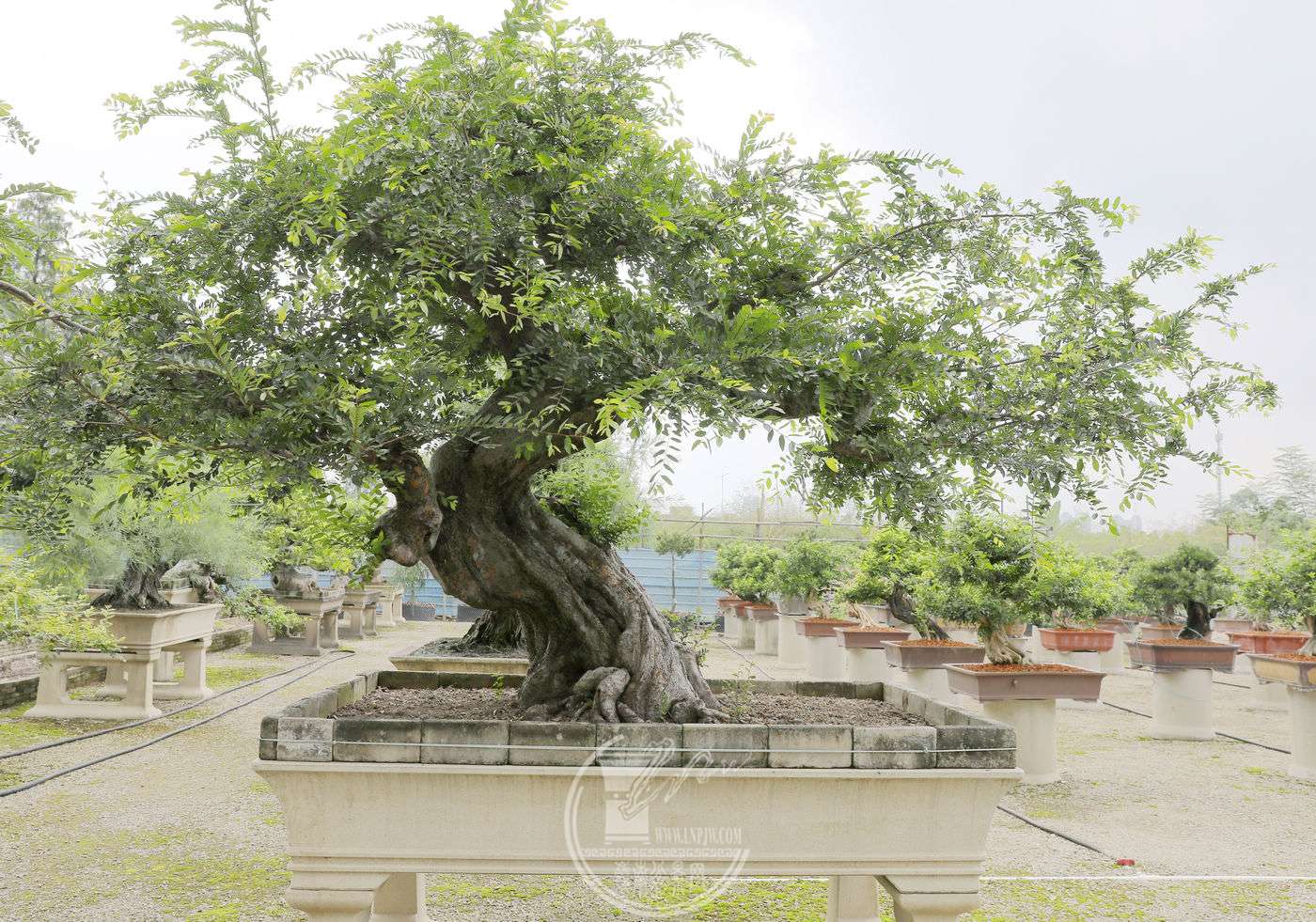BG1A7515.jpg