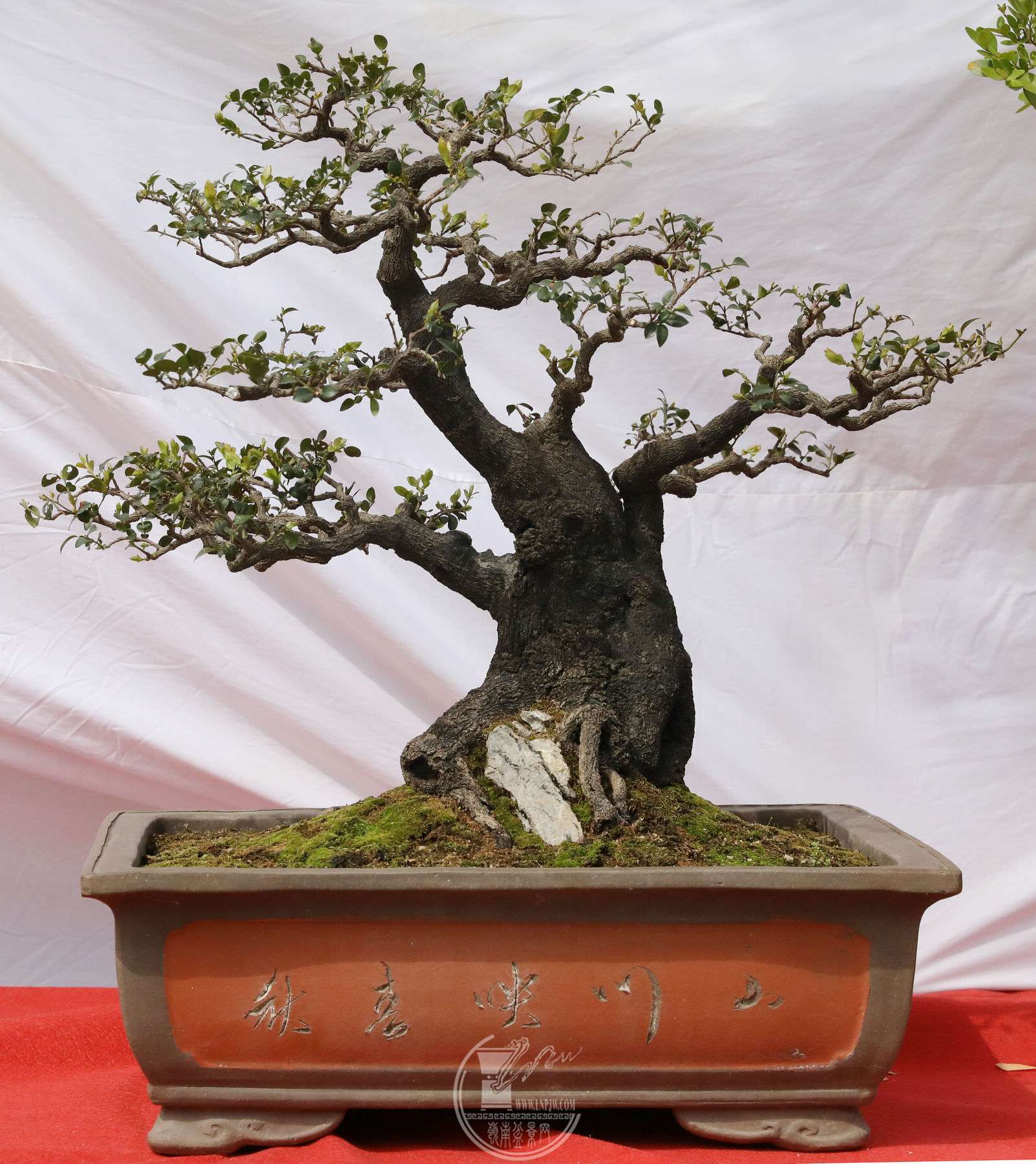 18ï        ڹǲ    60X70    BG1A8906.jpg
