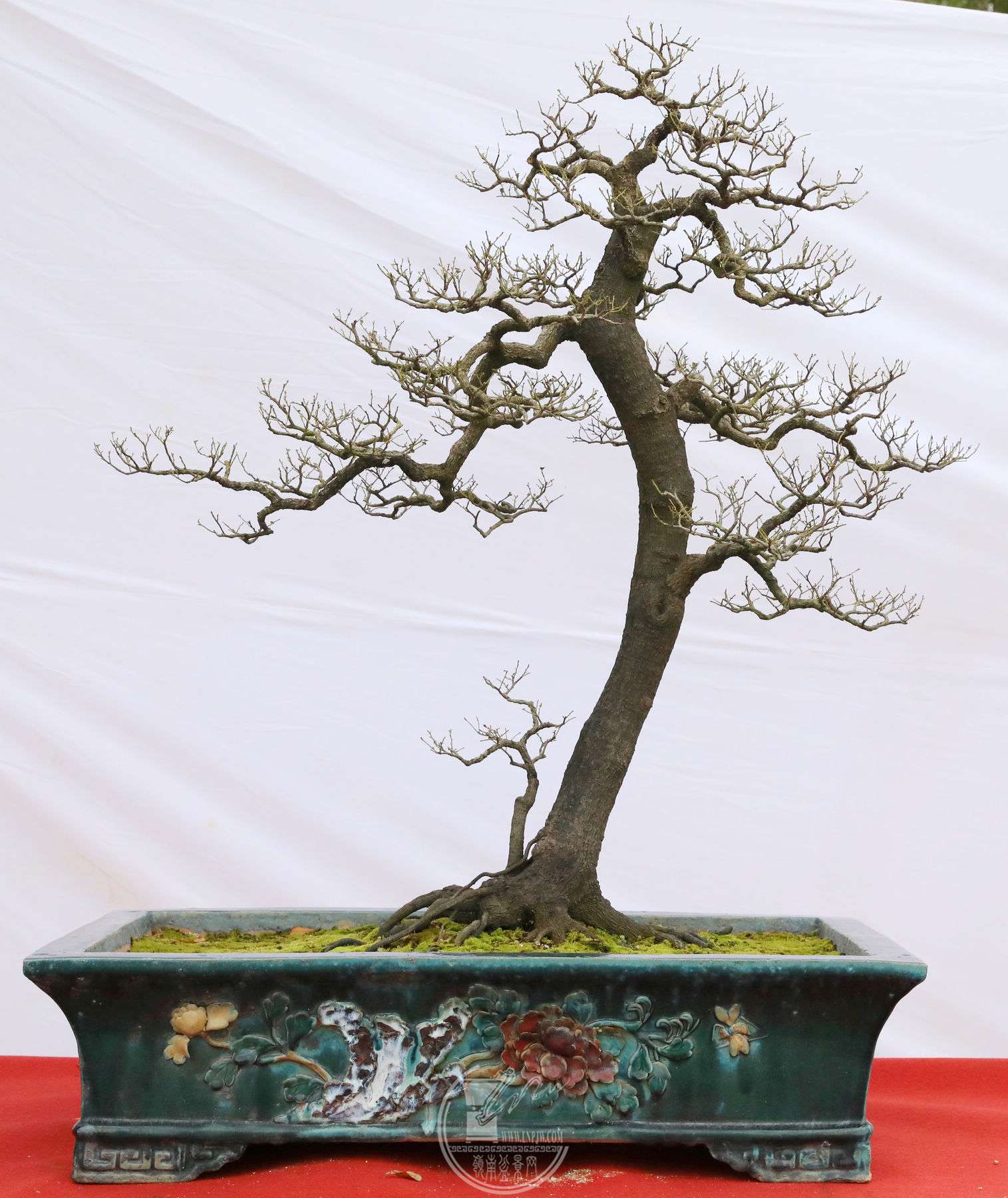 50軪Ǭ    ѭѭ    ڹǲ    100X98    BG1A9004.jpg