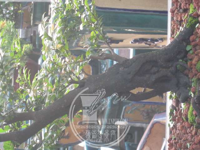 IMG_2850.JPG
