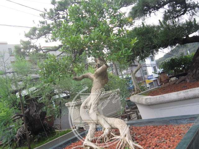 IMG_3639.JPG