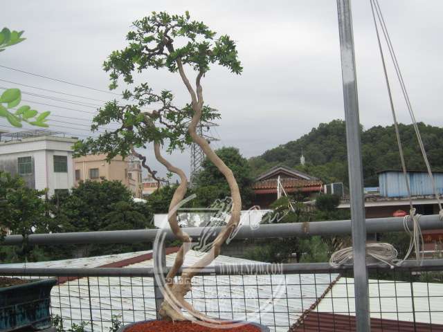 IMG_9767.JPG
