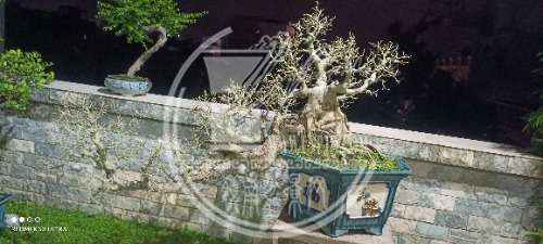 IMG_20240908_212702.jpg