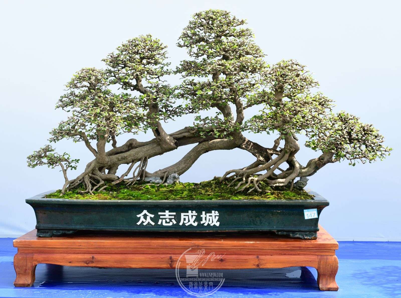 277 辰Э     ά          ־ɳǡ     139X67X80cm.jpg