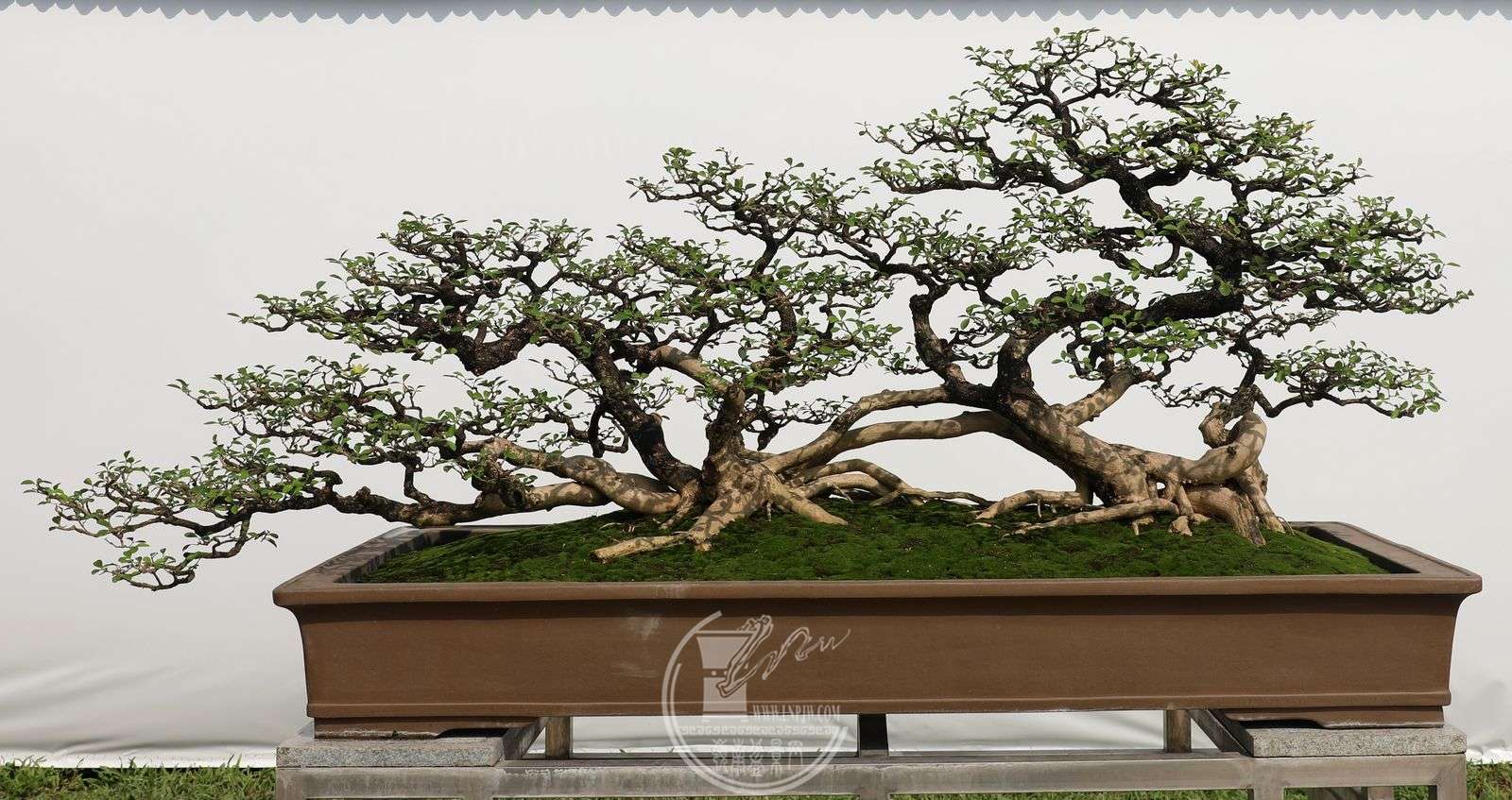 410辰Э                    250X110X100cm1A4A0035.jpg