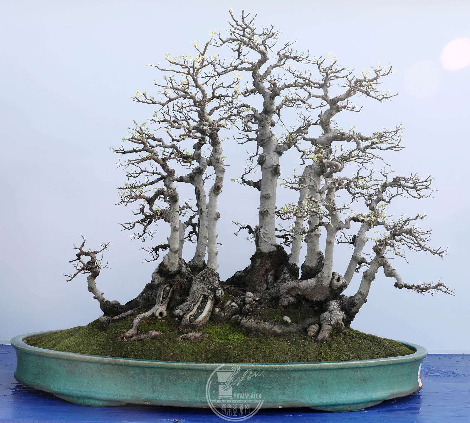 չߣ տ  ֣   130X85X126 cm 2024辰Ļ.jpg