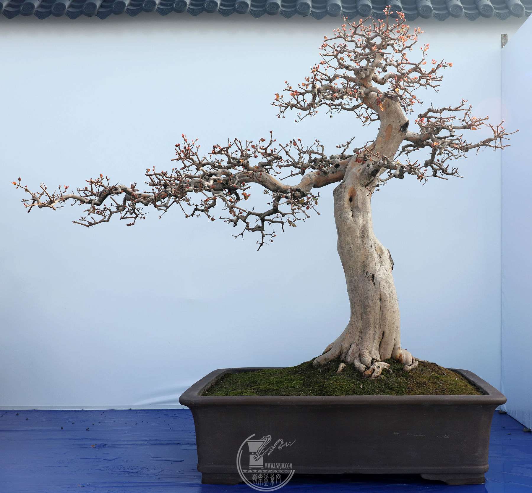 չλС辰Э  չߣտ  ֣  ճ  12.jpg