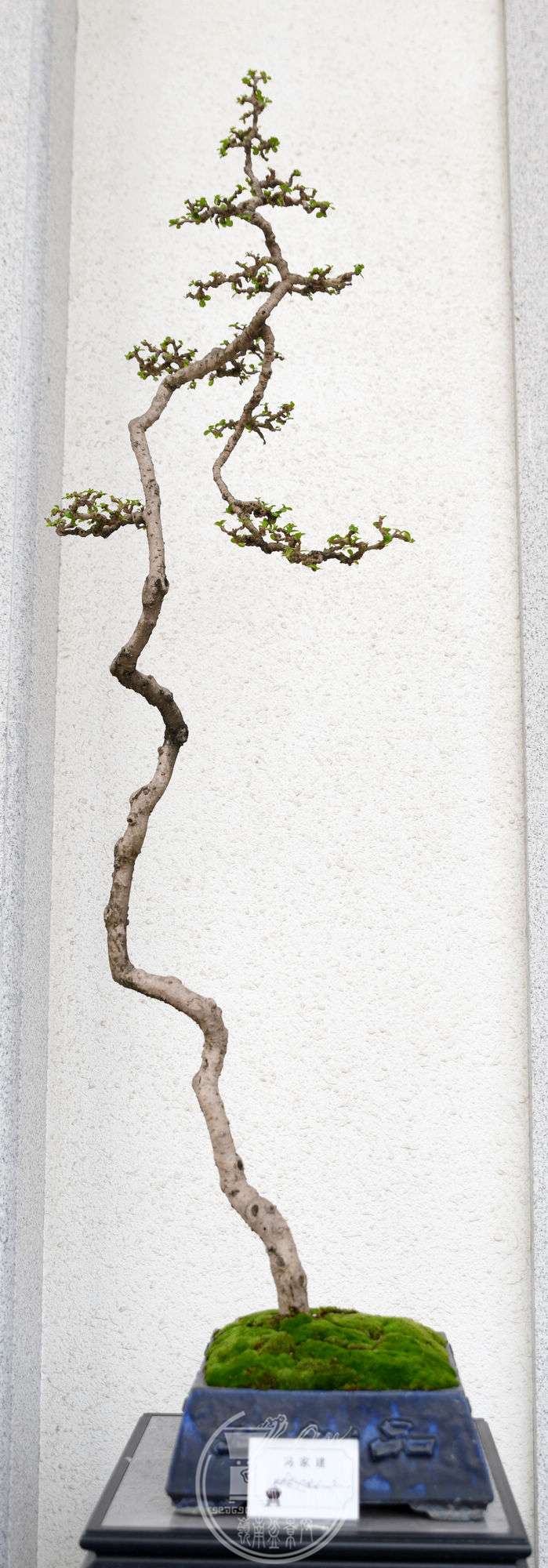 ҽƷDSC_6102.jpg