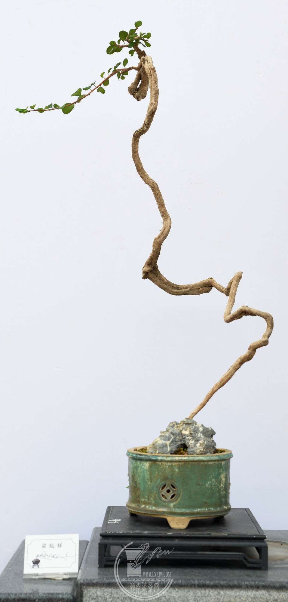 ƷDSC_5916.jpg