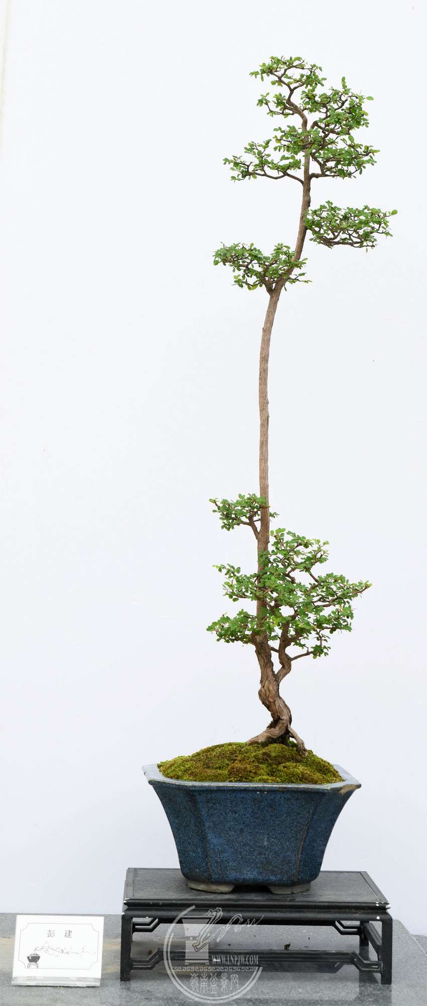 ƷDSC_5918.jpg
