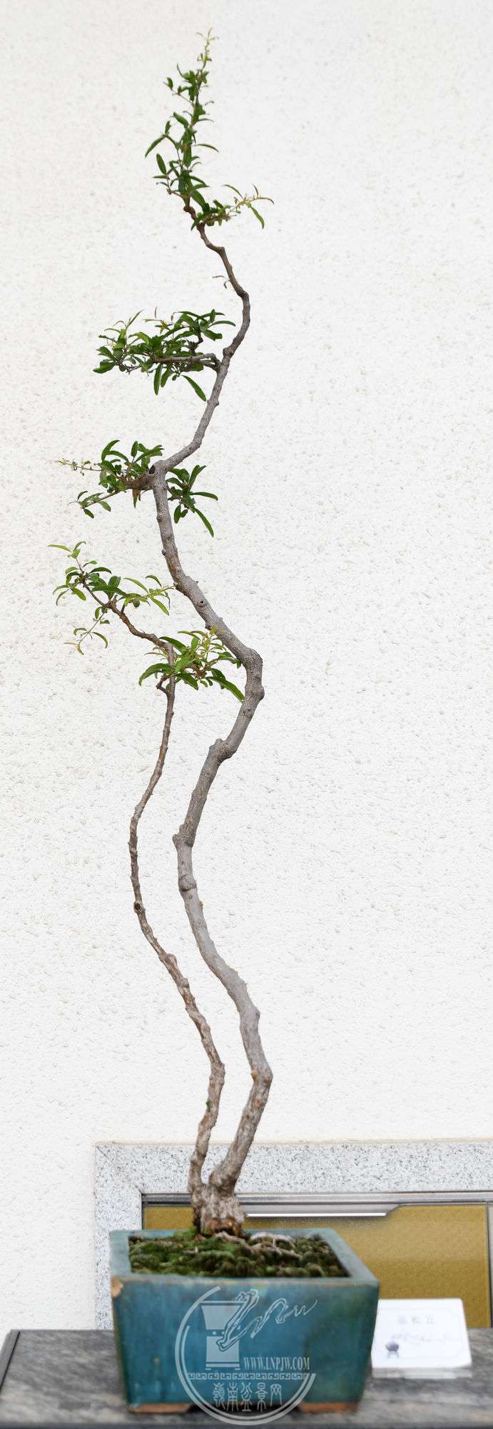 ƷƷDSC_6104.jpg