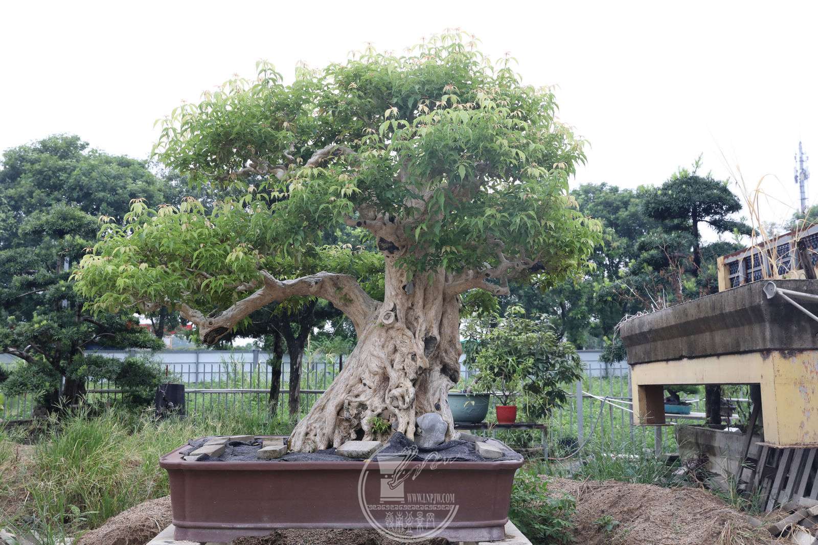 6BG1A5935.jpg