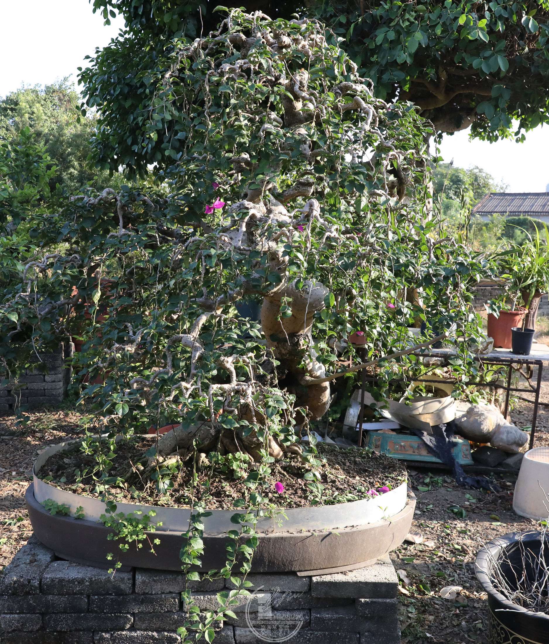 BG1A0446.jpg