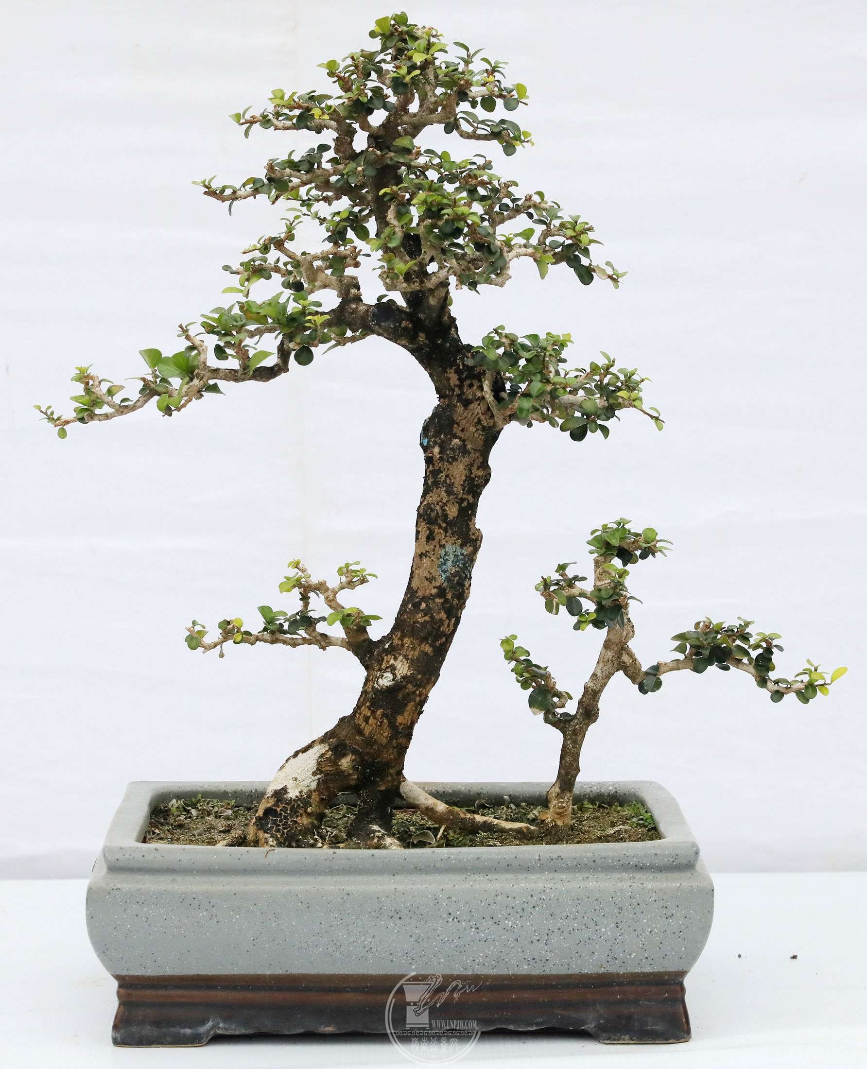 5ҫ      BG1A0889.jpg
