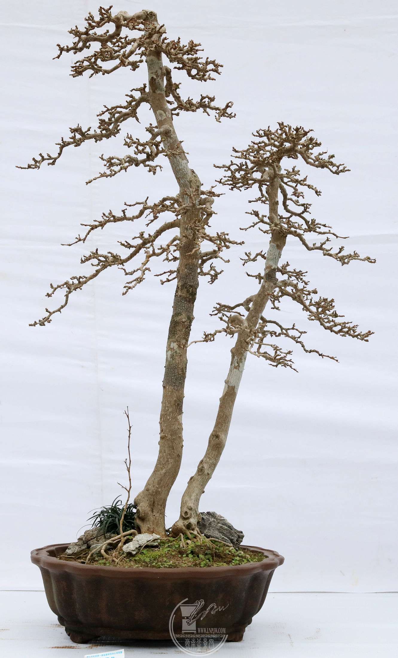 32ʯ          ʱBG1A0946.jpg