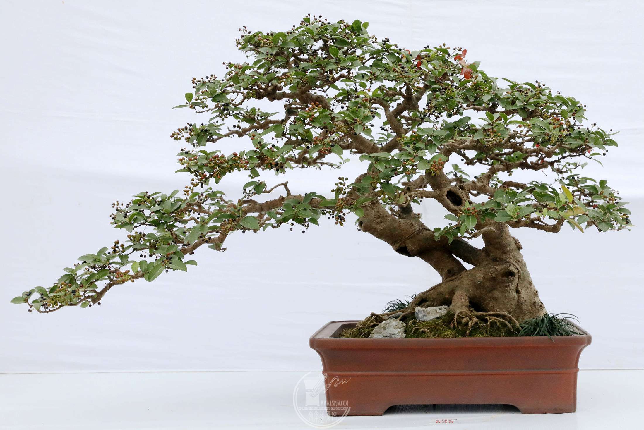 38ʯ     ţ     BG1A0957.jpg