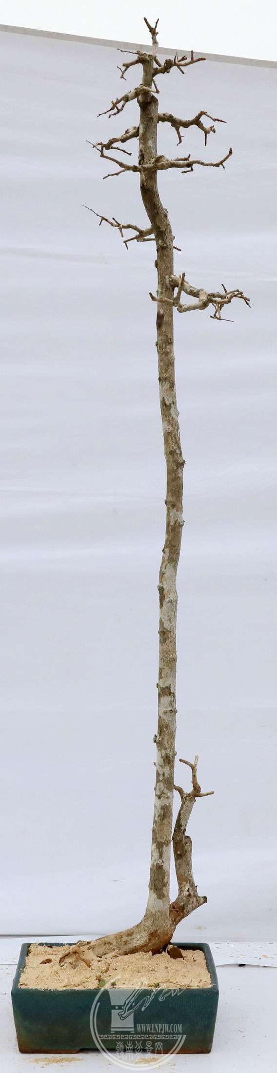 46          BG1A0976.jpg