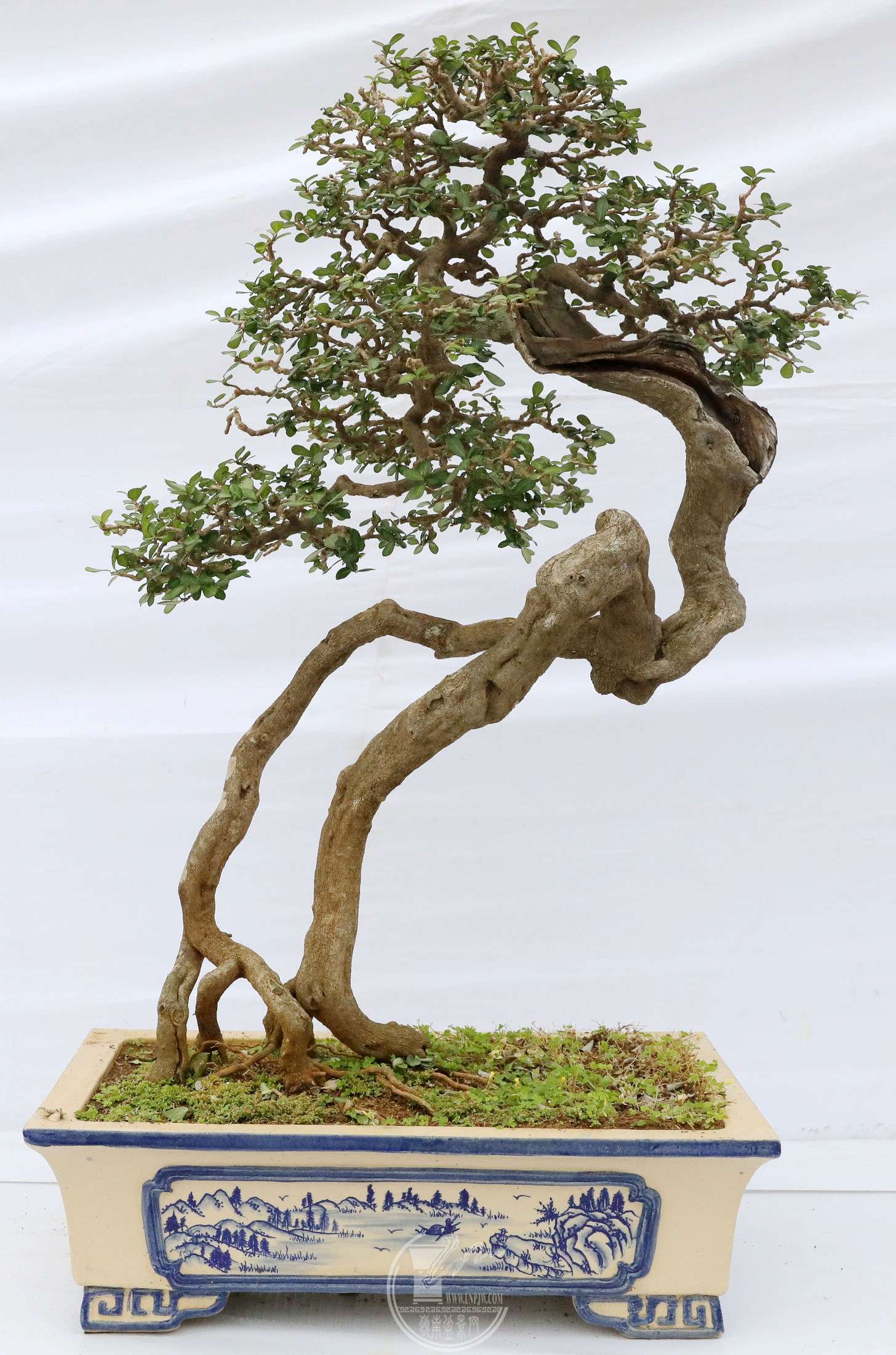 63Ө        BG1A1009.jpg