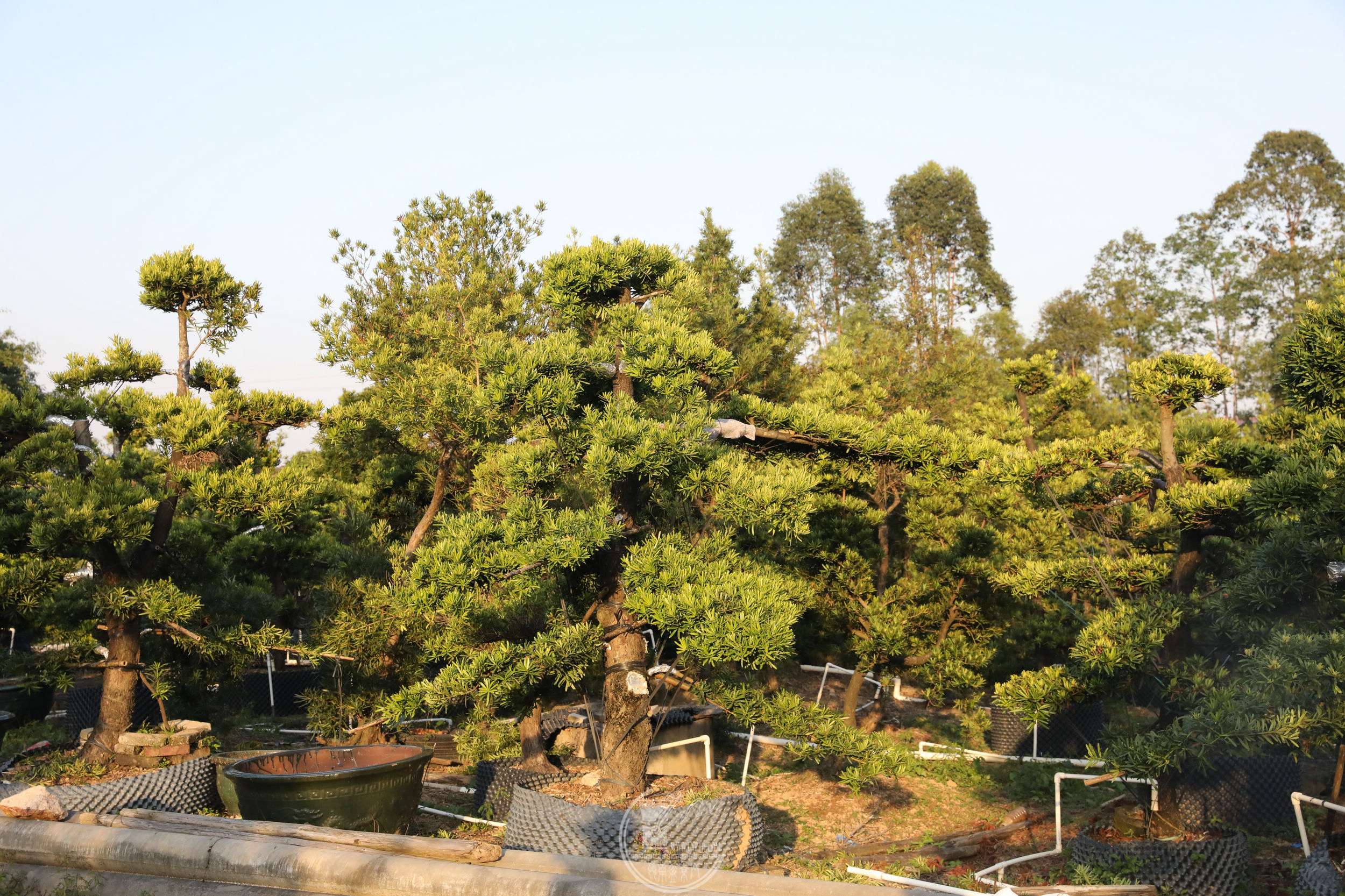 17е޺ɾBG1A9726.jpg