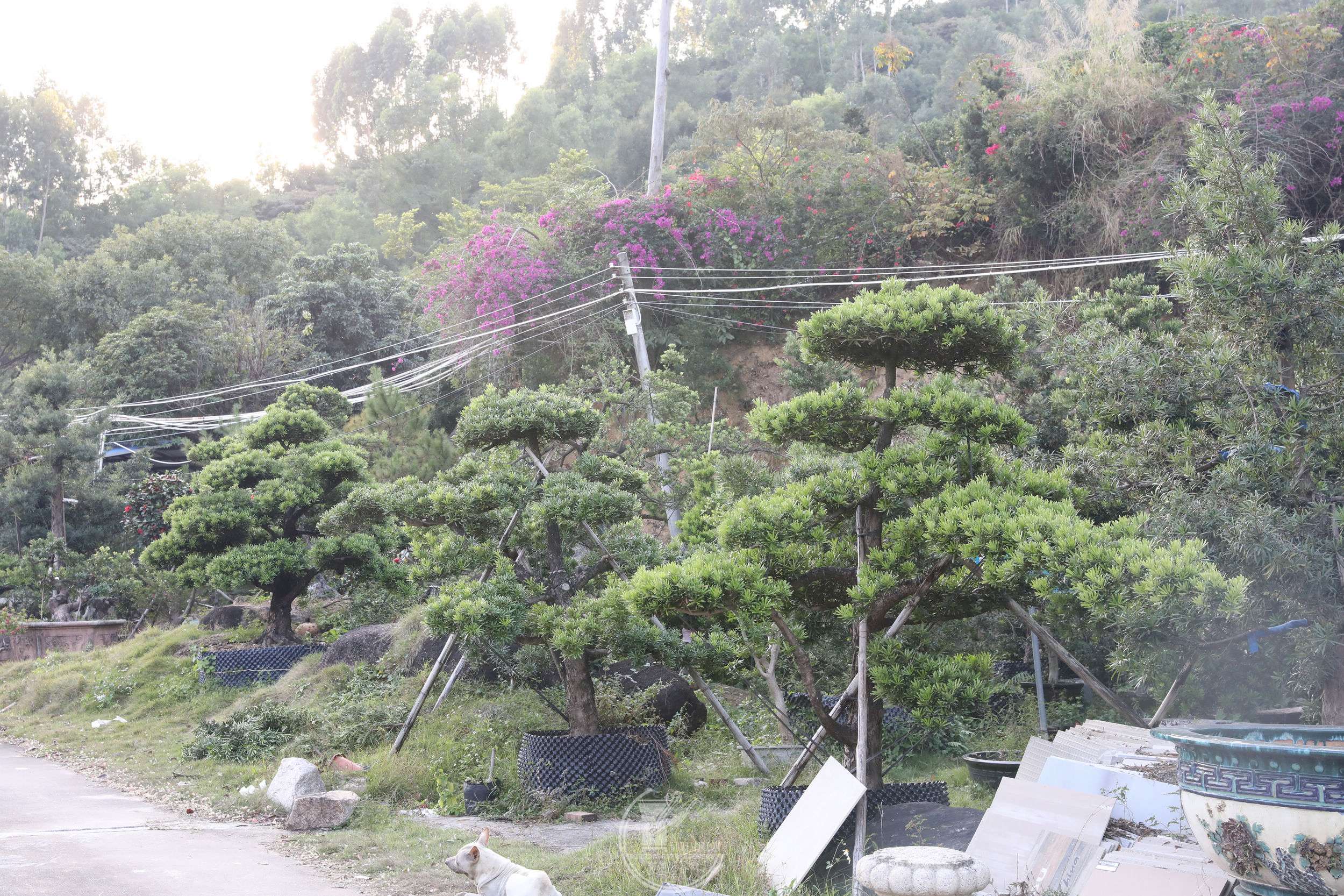 24е޺ɾBG1A9735.jpg
