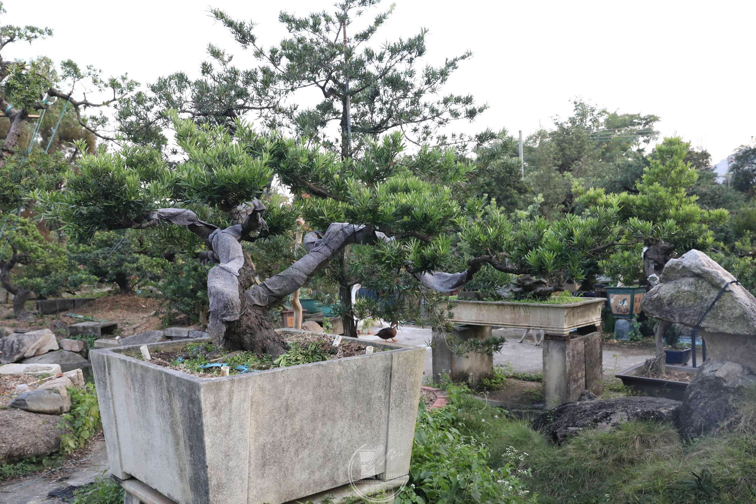 37е޺ɡBG1A9767.jpg
