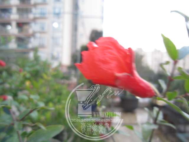 IMG_0477.JPG