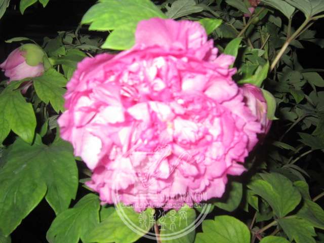 IMG_1408.JPG