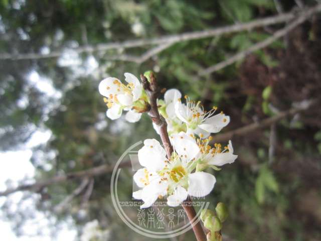 IMG_1372.JPG