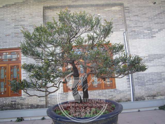 IMG_1250.JPG