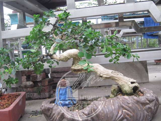 IMG_8748.JPG