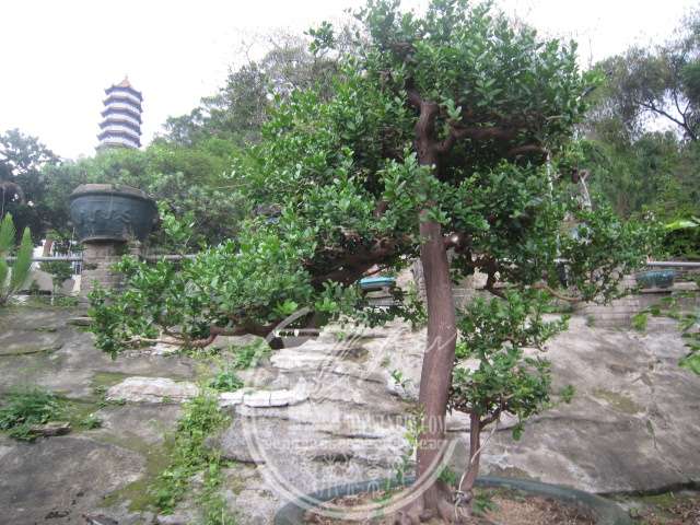 IMG_5463.JPG