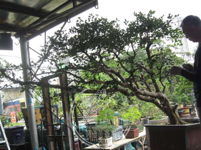 IMG_7167.JPG