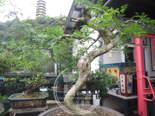 IMG_6558.JPG
