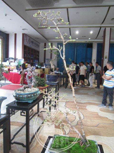 IMG_8457.JPG