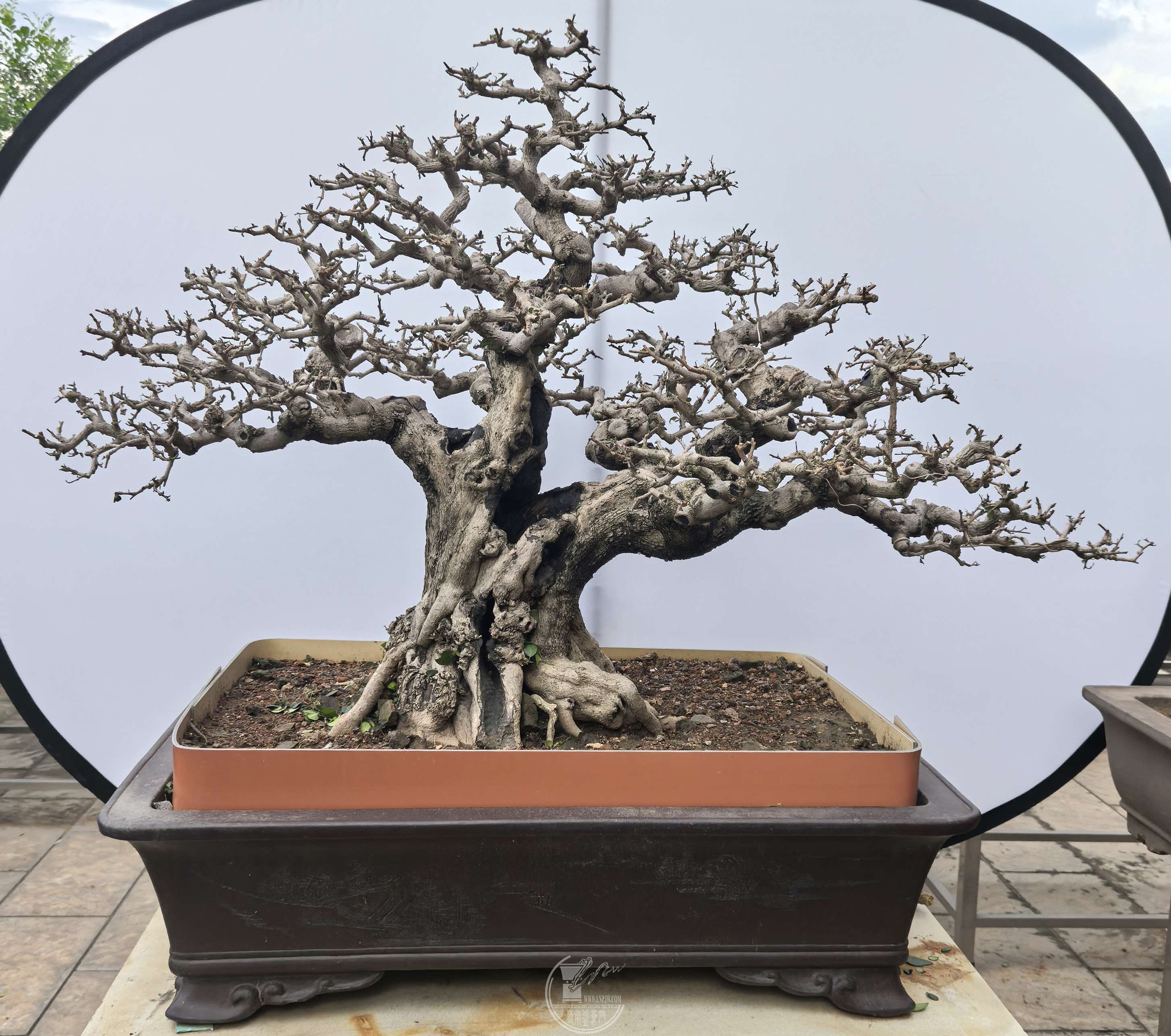 48辰  ոա.jpg