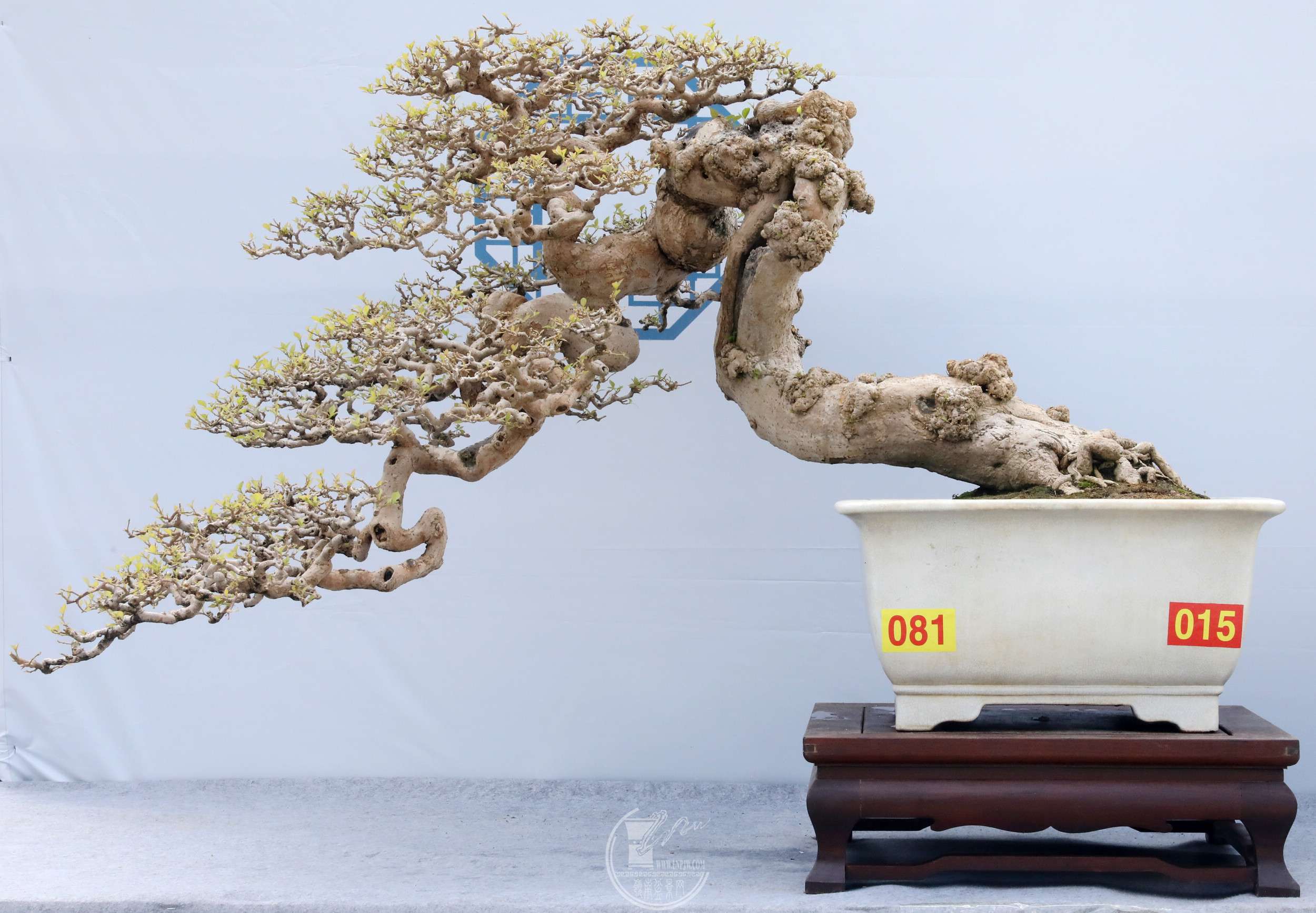 381㶫  ~Ծ ÷ BG1A6746.jpg