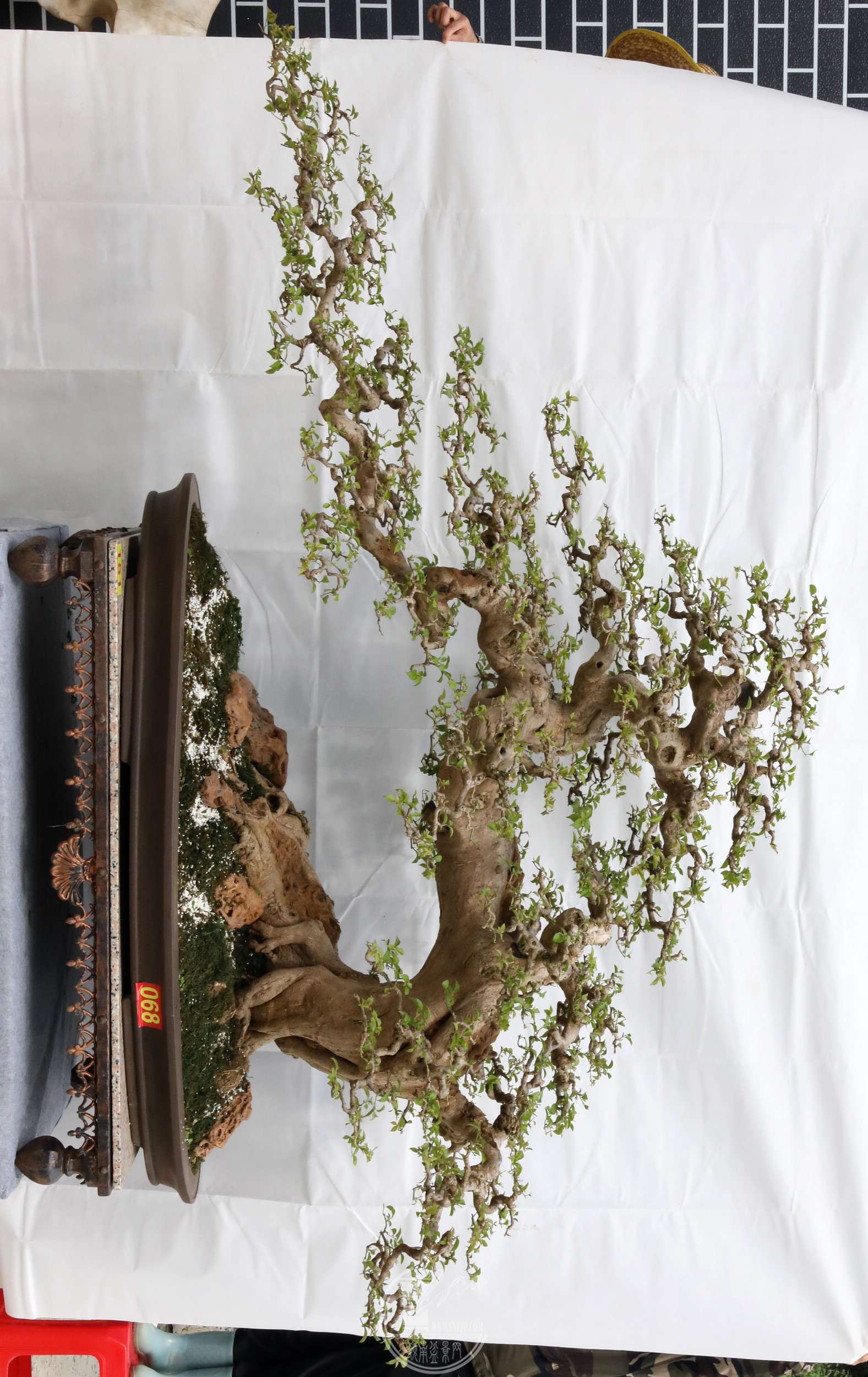 6151㶫Ϸ԰ע ̤ѩѰ÷ ÷BG1A6727.jpg